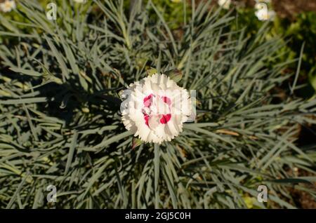 White And Red Dianthus Flower. Stock Photo