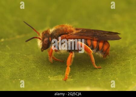 Closeup on the endangered and  colorful Spotted red resin bee, Rhodanthidium sticticum Stock Photo