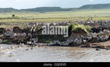 Africa, Kenya, Maasai Mara National Reserve. Nile crocodiles prey on zebras crossing Mara River. Credit as: Bill Young / Jaynes Gallery / DanitaDelimo Stock Photo