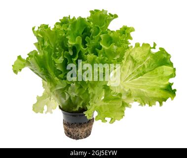 Bunch of lettuce leaves in a pot isolated on a light background Stock Photo