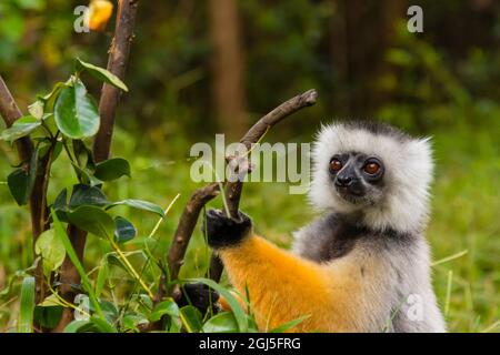 Madagascar, Andasibe, Vakona Lodge, Lemur Island. Diademed sifaka (Propithecus diadema). Stock Photo