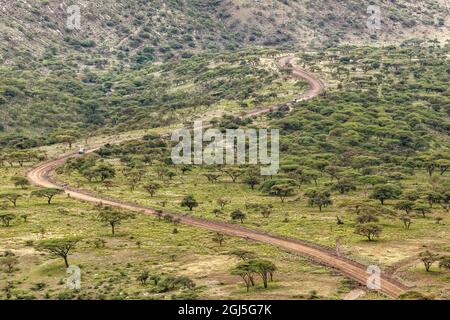 Dirt road winding through acacia tree forest, Ngorongoro Conservation Area, Tanzania, Africa. Stock Photo