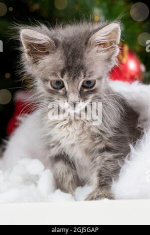 Kitty Christmas: Stripe in Snow **ALMOST GONE**