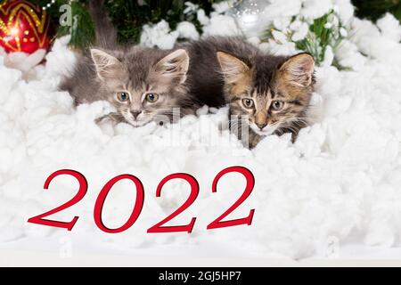 Two kittens peek out from under the snow and look at the 2022 numbers. Christmas and New Year card Stock Photo