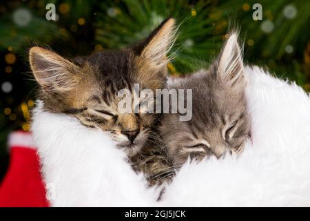 Two Christmas kittens sleep in a soft white blanket. Beautiful card for congratulations Stock Photo