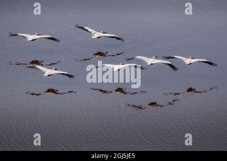 Africa, Tanzania, Aerial view of flock of Great White Pelicans (Pelecanus onocrotalus) along coast of Lake Natron Stock Photo