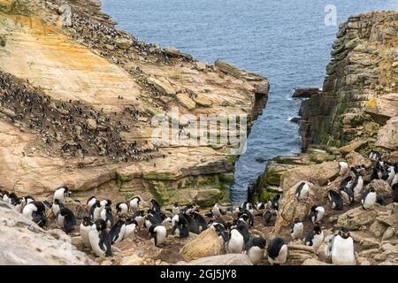 Falkland Islands, New Island. Rockhopper penguin colony on rocky cliffs. Credit as: Don Grall / Jaynes Gallery / DanitaDelimont.com Stock Photo