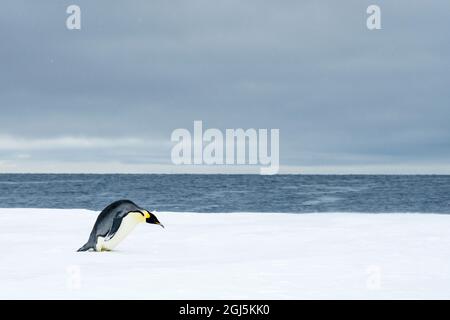 Snow Hill Island, Antarctic. Emperor Penguin about to toboggan. Stock Photo