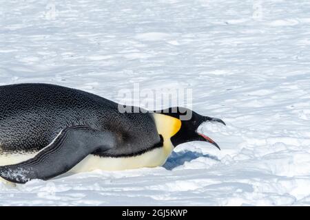 Snow Hill Island, Antarctica. Emperor penguin laying down on its belly eating snow for hydration. Stock Photo