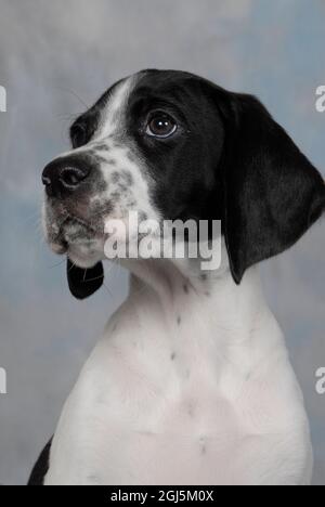 English Pointer puppy Stock Photo