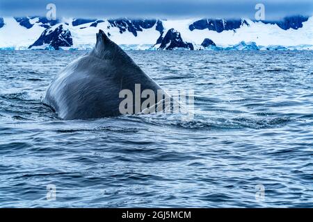 Humpback Baleen Whale Chasing Krill Going Under Rubber Boat Charlotte Bay, Antarctica. Stock Photo