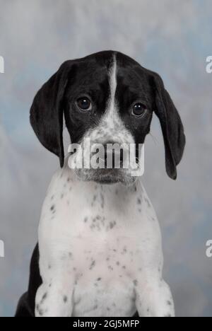 English Pointer puppy Stock Photo