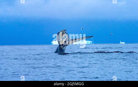 Humpback Baleen Whale Tail Chasing Krill blue iceberg sea water Charlotte Bay, Antarctica. Stock Photo