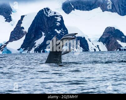 Humpback Baleen Whale Tail Chasing Krill blue Charlotte Bay, Antarctica Stock Photo