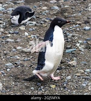 Adelie Penguin and Chinstrap Penguin in Frei Station South Shetland Islands, Antarctica Stock Photo