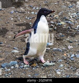 Adelie Penguin in Frei Station South Shetland Islands, Antarctica Stock Photo