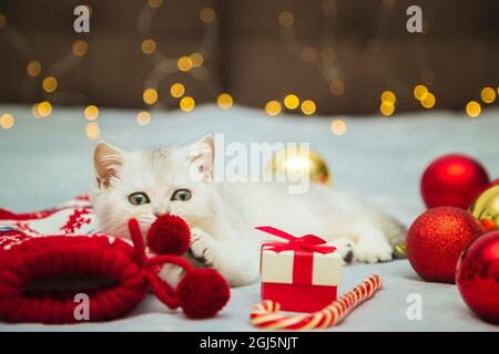 White British kitten is playing on a blanket with Christmas accessories - lollipop, socks, gifts, Christmas balls. Festive mood. Waiting for the holid Stock Photo