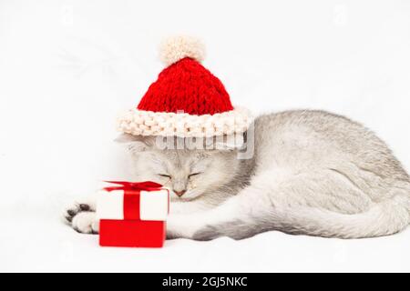 Small white British kitten in a red hat with a red gift box sleeps on a white blanket. Funny curious pet. Copy space. Stock Photo