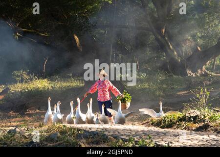 China, Fujian Province, Xiapu, Yangjiaxi. A Chinese actor drives a flock of geese as she would in ancient times. (Editorial Use Only)