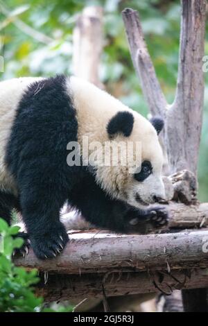 Asia, China, Sichuan Province, Cheng Du, Giant Panda Stock Photo