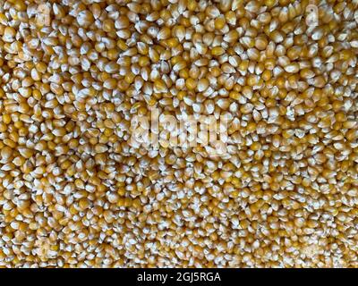 fresh Corn kernels texture background Stock Photo
