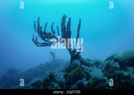 Gorgonian sea coral (Paramuricea clavata) Red gorgonian soft coral Stock Photo