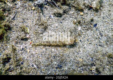Bucchich's Mediterranean sea goby fish (Gobius bucchichi) Wildlife Stock Photo