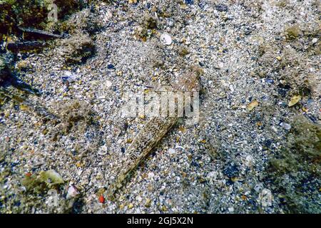Bucchich's Mediterranean sea goby fish (Gobius bucchichi) Wildlife Stock Photo