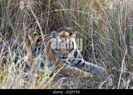India, Madhya Pradesh, Bandhavgarh National Park. A young tiger is hidden in the tall grass. Stock Photo