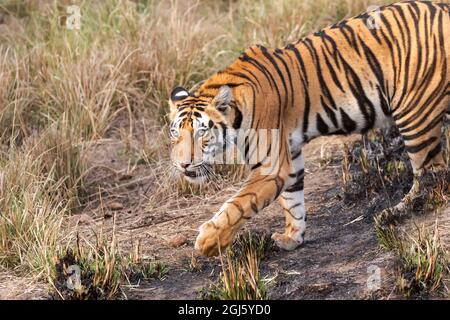 India, Madhya Pradesh, Kanha National Park. A young Bengal tiger walks through the grass. Stock Photo