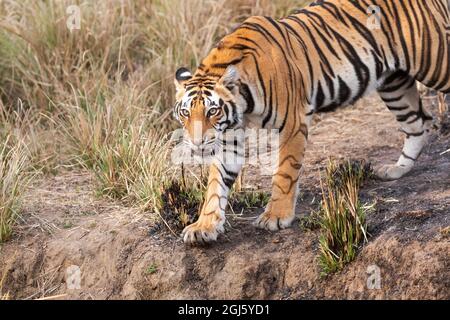 India, Madhya Pradesh, Kanha National Park. A young Bengal tiger walks through the grass. Stock Photo