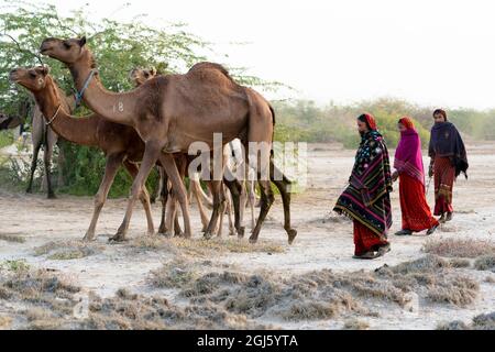 India, Gujarat, Great Rann of Kutch, Bhuj, FakiraniJat Tribe. Three girls dressed in finely embroidered robes move the camels along. (Editorial Use On Stock Photo