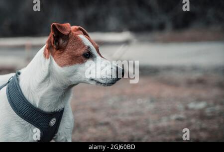 A beautiful Jack russell terrier dog walking on a beautiful background. Stock Photo