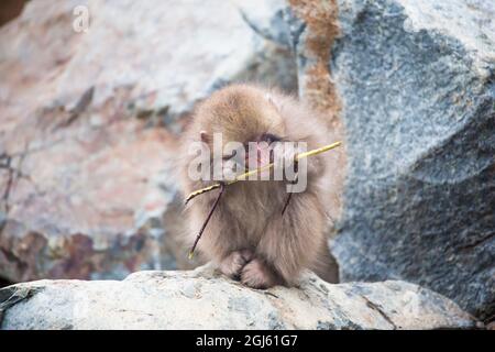 Asia, Japan, Nagano, Jigokudani Yaen Koen, Snow Monkey Park, Japanese macaque, Macaca fuscata. A Japanese macaque baby eats a bit of a green twig whil Stock Photo