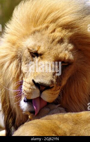 Close-up portrait of a male lion cleaning his paw. Shallow depth of field. Stock Photo