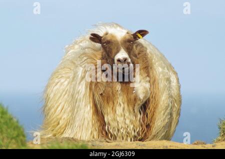 One fat and round Icelandic sheep sitting on grass with blue sky and sea in the background. Stock Photo