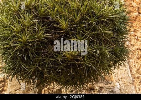 Close-up of the air carnation plant, Tillandsia aeranthos, in a rustic garden on the island of Mallorca, Spain Stock Photo