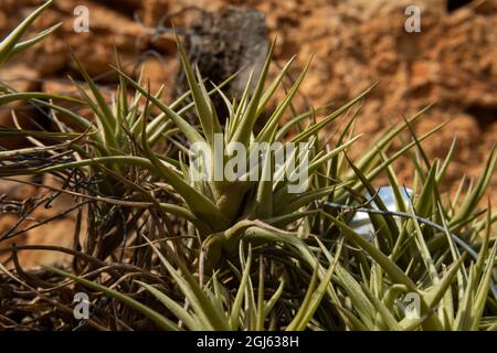 Close-up of the air carnation plant, Tillandsia aeranthos, in a rustic garden on the island of Mallorca, Spain Stock Photo