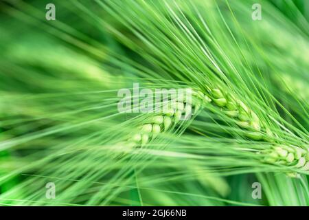 Winter wheat are varieties of wheat that are planted in the fall to germinate and develop into young plants that remain in the vegetative phase through Stock Photo