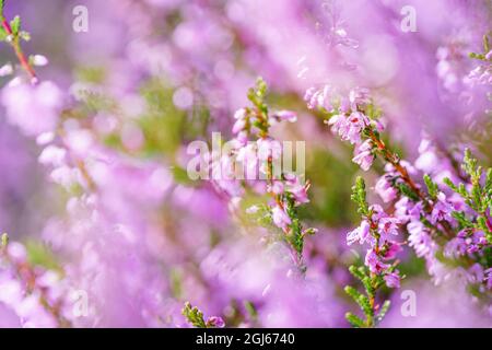 Purple-pink common heather (Calluna vulgaris) in the field Stock Photo