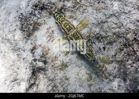 Symphodus roissali, Five spotted wrasse Underwater Close Up Stock Photo