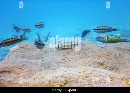Ornate Wrasse (Thalassoma Pavo) Colorful Fish Underwater Stock Photo