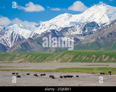 Domestic Yak on their summer pasture. Alaj Valley in front of the Trans-Alay mountain range in the Pamir Mountains. Central Asia, Kyrgyzstan Stock Photo