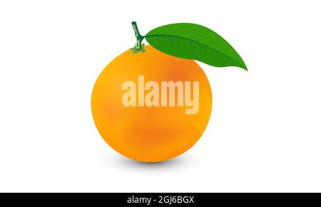 Orange vector with leaves isolated on white background. Vector fruit design. Stock Vector