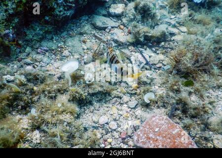 Painted Comber (Serranus scriba) Mediterranean Sea Underwater Stock Photo
