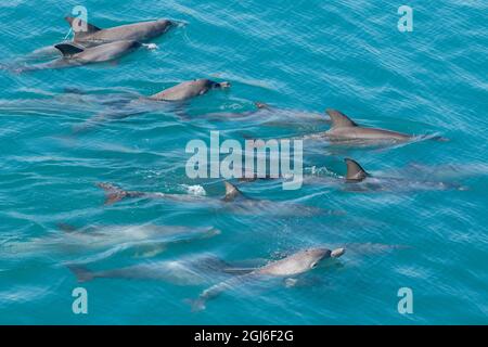 Western Australia, Kimberley Coast, Yampi Sound, Buccaneer Archipelago. Pod of Indo-Pacific bottlenose dolphins. Stock Photo