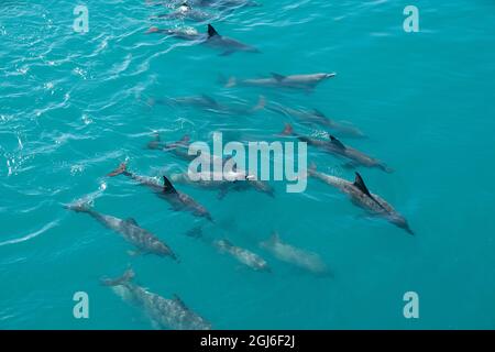 Western Australia, Kimberley Coast, Yampi Sound, Buccaneer Archipelago. Pod of Indo-Pacific bottlenose dolphins. Stock Photo