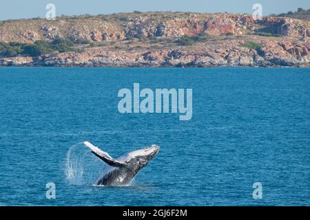 Western Australia, Kimberley Coast, between Yampi Sound and Broom. Breaching male humpback whale in the Timor Sea with Kimberley coast in the distance Stock Photo