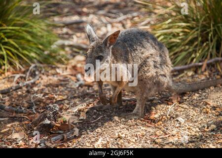 Wallaby in natural habitat at Flinders Chase National Park on Kangaroo Island, Australia. Stock Photo