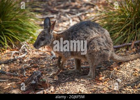 Wallaby in natural habitat at Flinders Chase National Park on Kangaroo Island, Australia. Stock Photo